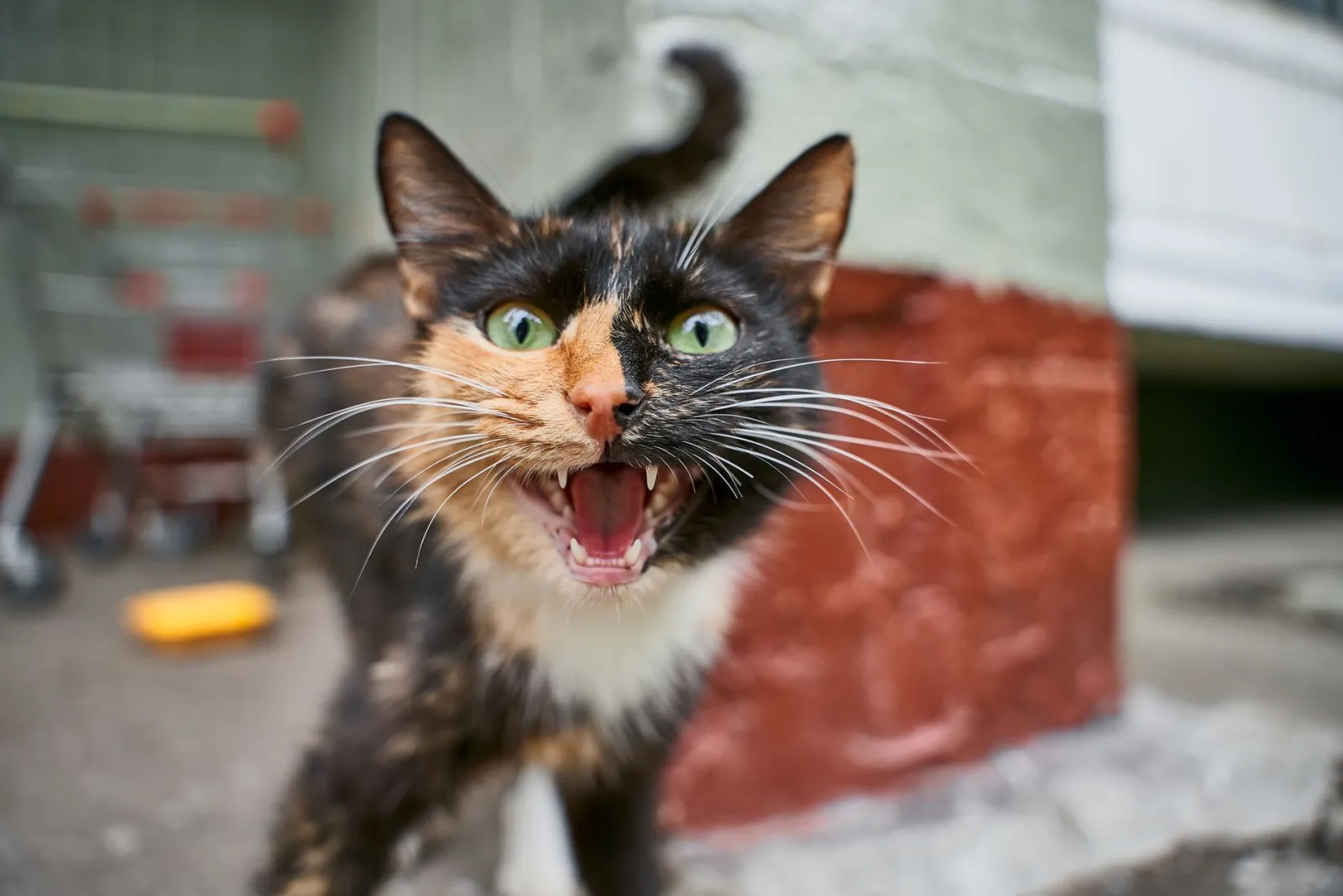Comment comprendre les miaulements de mon chat ?
