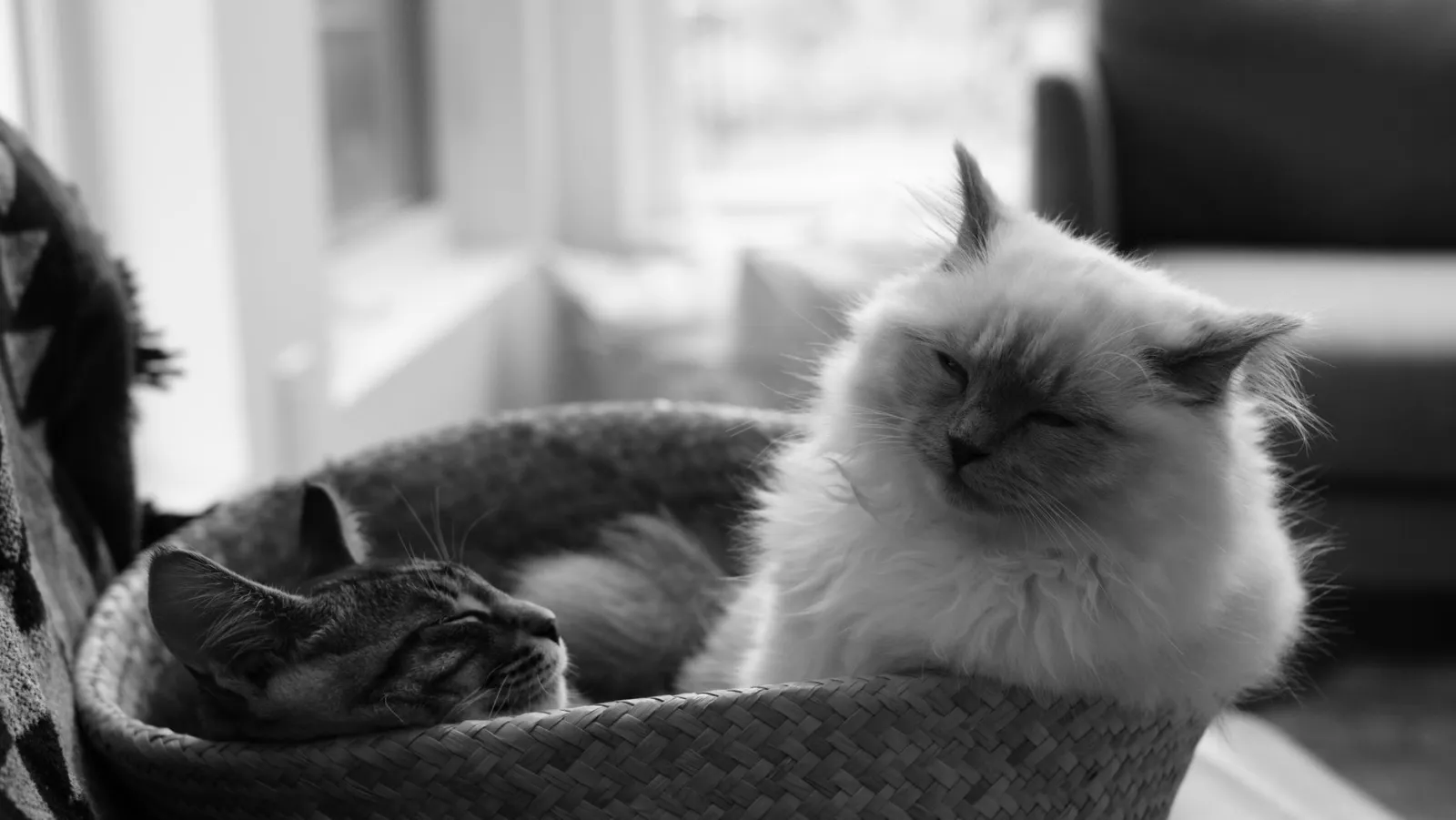 Panier pour chat pas cher : critères de choix malins