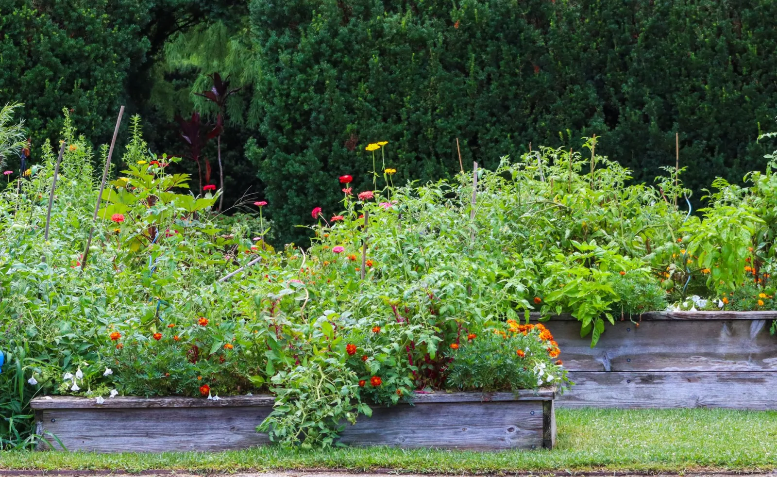 Potager sur pied : critères de choix et bénéfices
