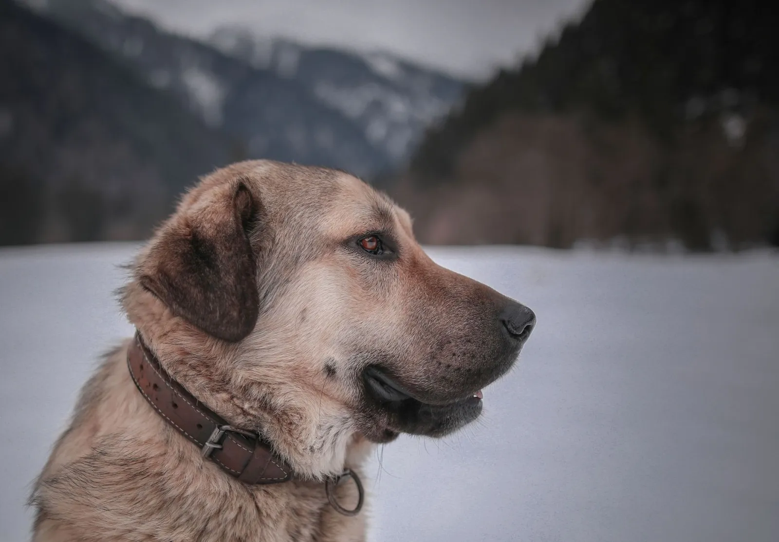 Quel est le caractère du chien Kangal ?