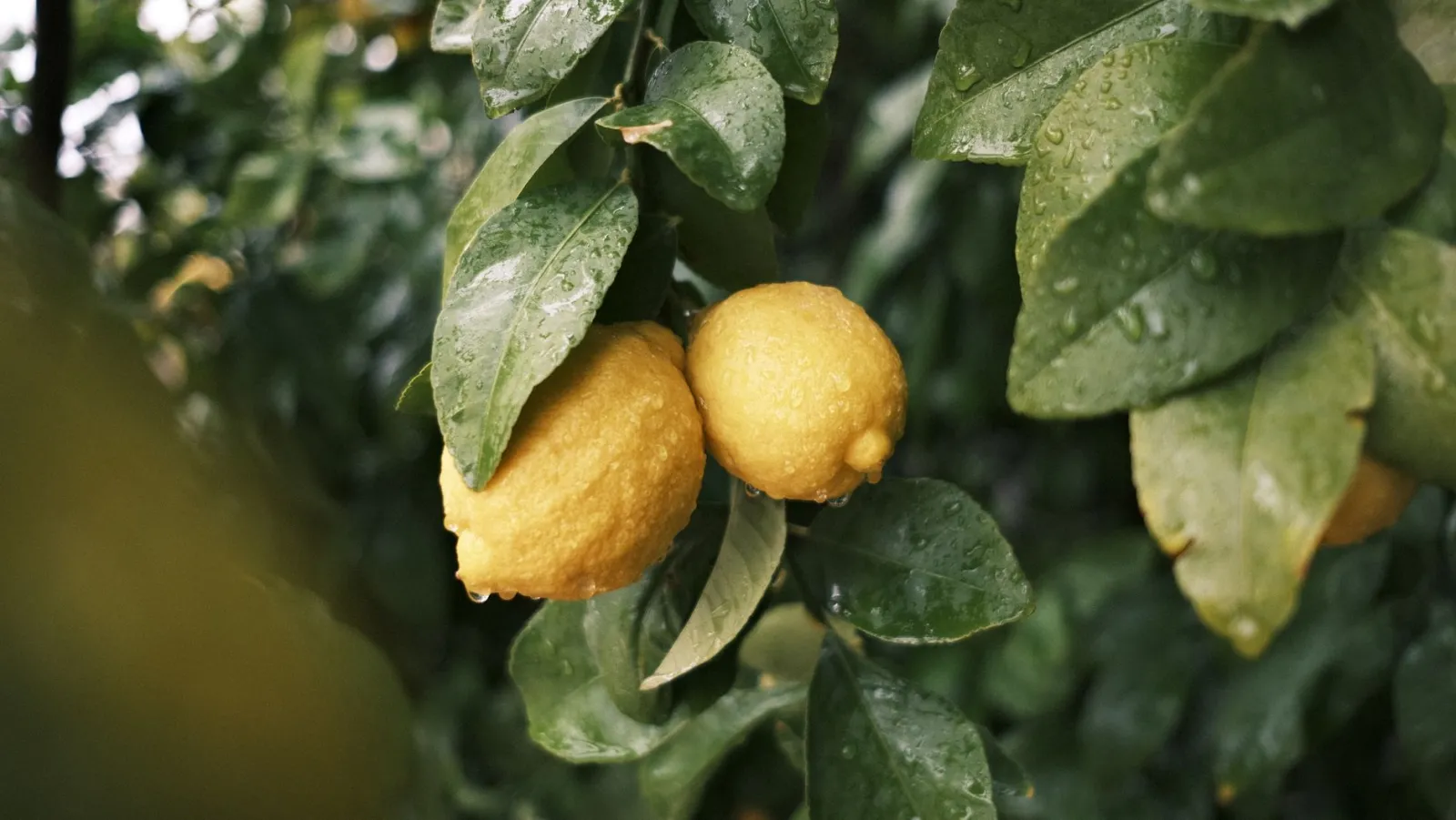 Comment savoir si mon citronnier manque d’eau ?