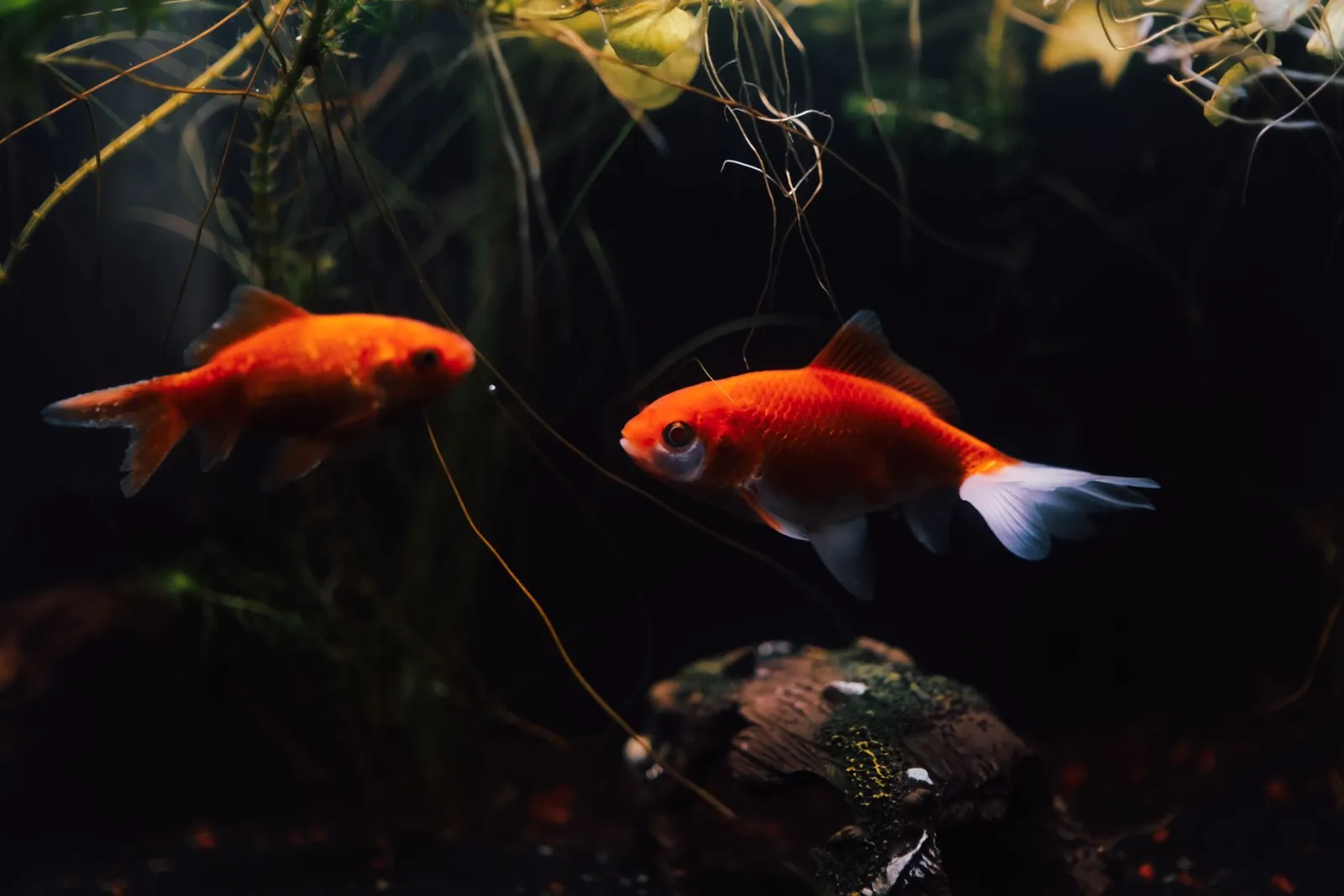 aquarium de poissons rouges