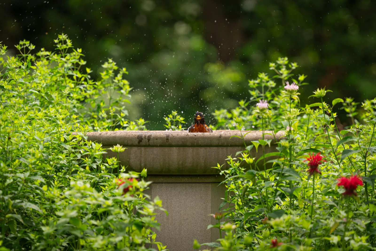 bain d'oiseaux dans le jardin
