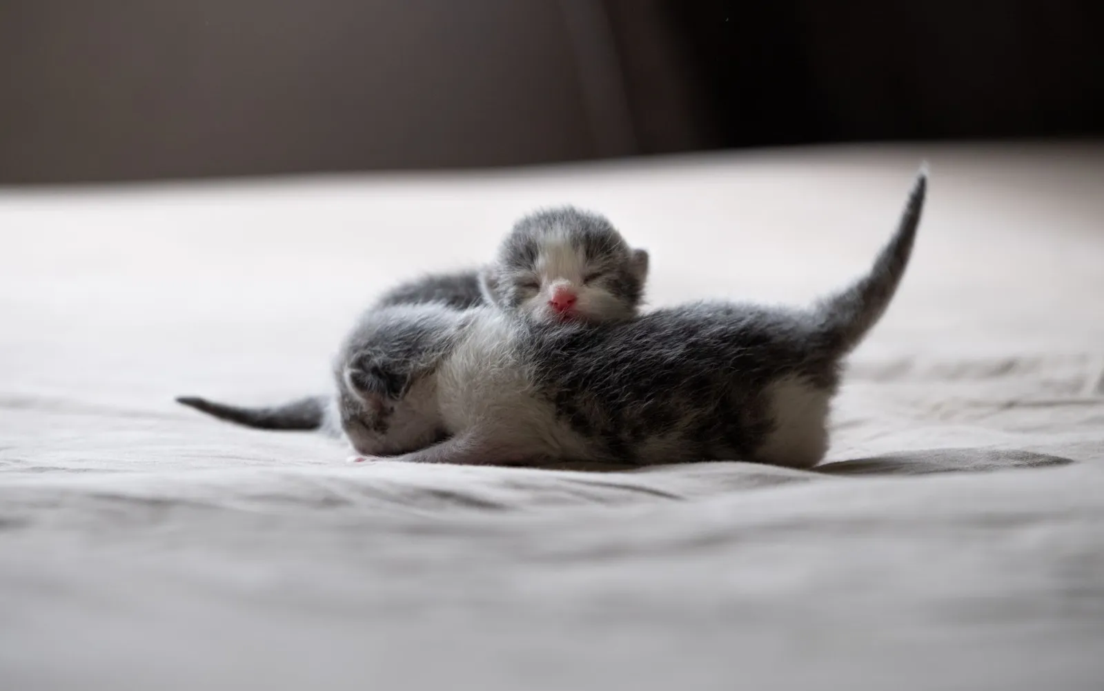 première année d'un chaton