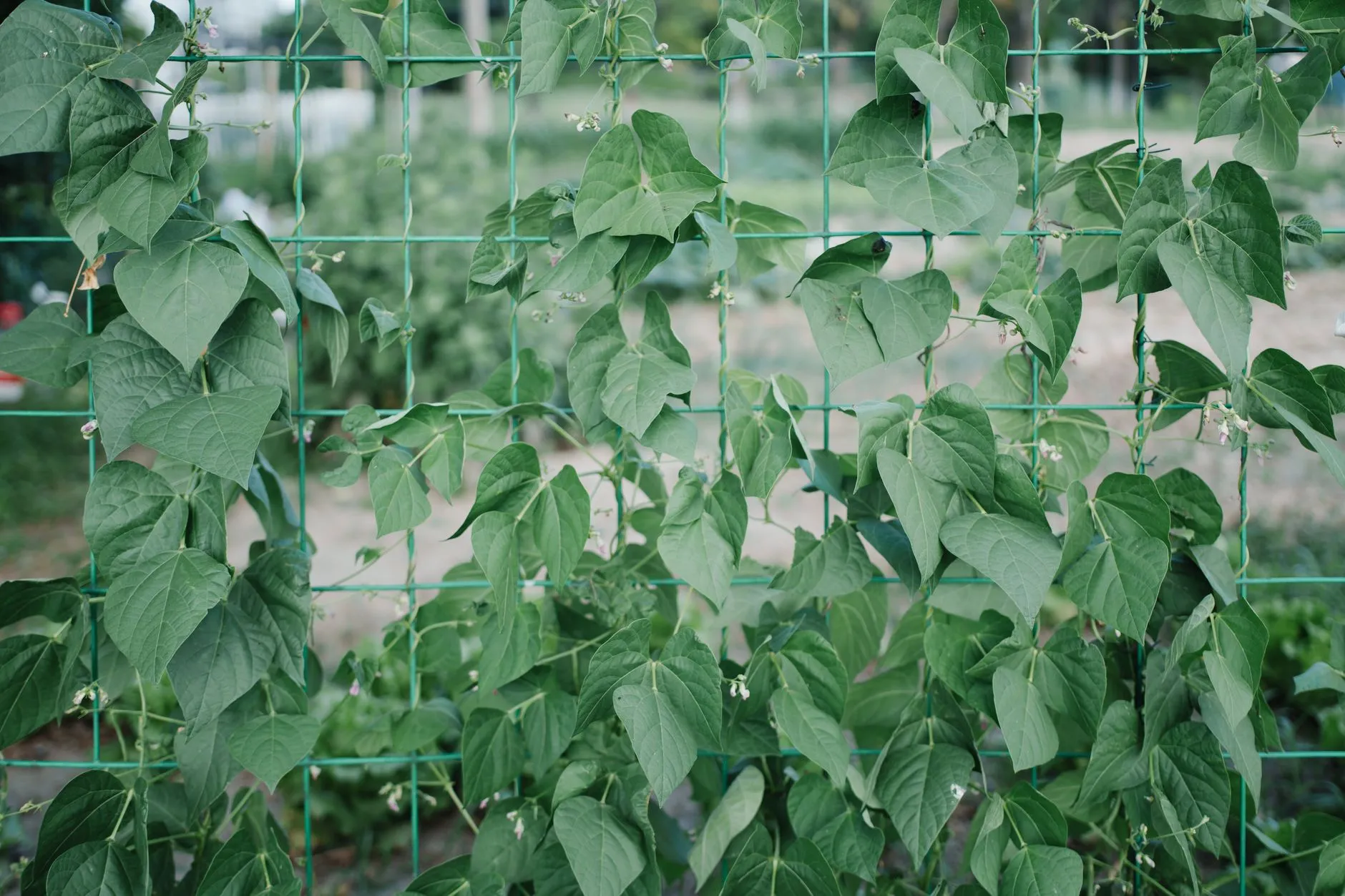 Quand semer les haricots verts avec la lune en 2026 ?